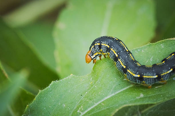 istock Caterpillar on Garden Leaf Closeup 515144425