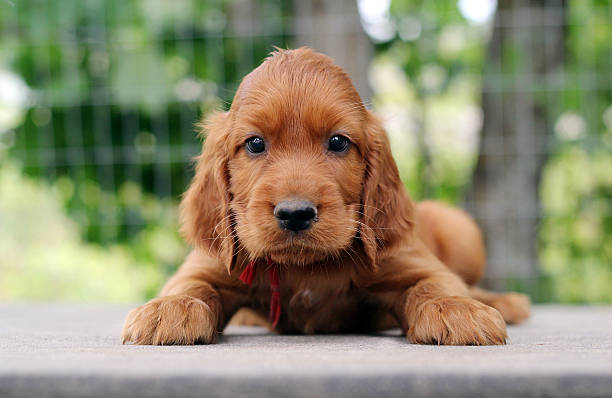 Puppy setter sitting on the table Irish setter puppy. irish setter puppy stock pictures, royalty-free photos & images