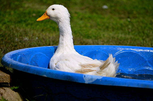 istock white duck in a blue pool in Summer time 515145147