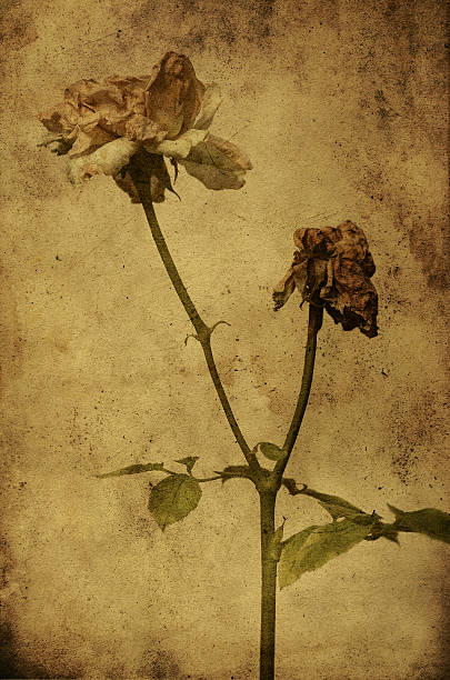 istock Vintage photo of rose textured background 515145593