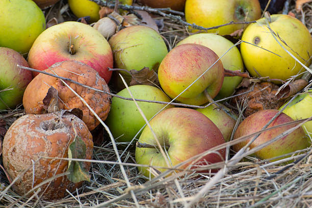 old apples fouling old apples rotting apple fruit wrinkled stock pictures, royalty-free photos & images