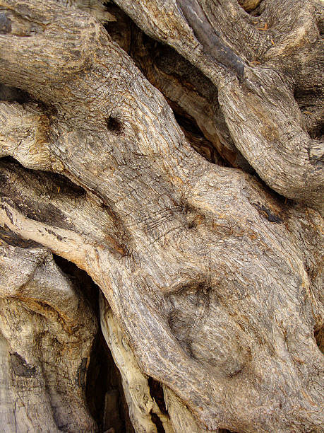 istock close-up of a trunk 515145663