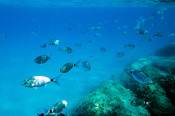 istock Mediterranean fish underwater with a skin diving behind 515146322