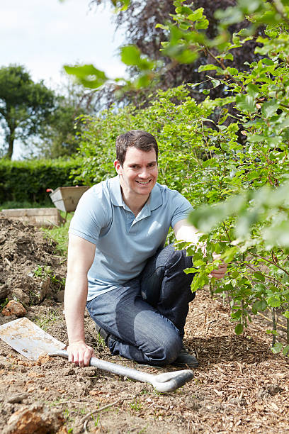 istock Landscape Gardener Planting Hedge 515146771
