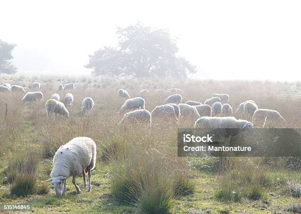 Sheep In The Leersumse Veld Leersum Utrecht Stock Photo - Download Image Now
