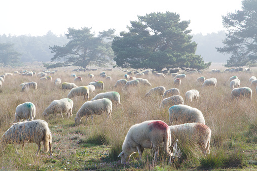 A herd of sheep in the Cumbrian countryside, all looking at the camera