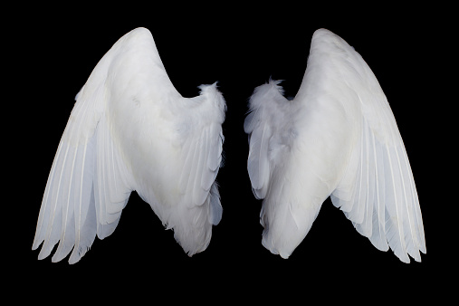Wings isolated on black background