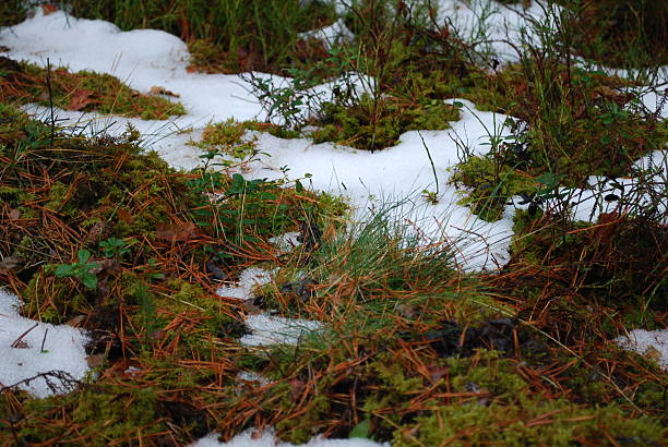 istock The thaw, the snow melts in the forest, Latvia. 515147294