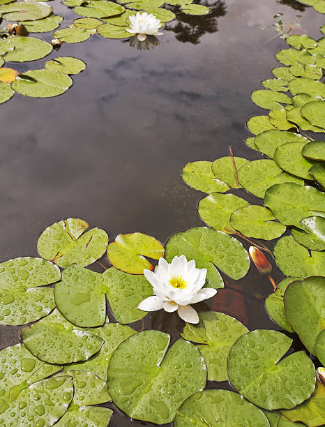 istock Pond with a blossoming white lily in  spring 515147401