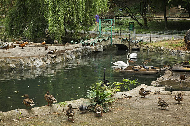 istock Cismigiu gardens in Bucharest. Romania 515147656