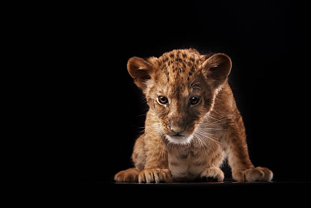 istock little lion cub  on black background 515147942