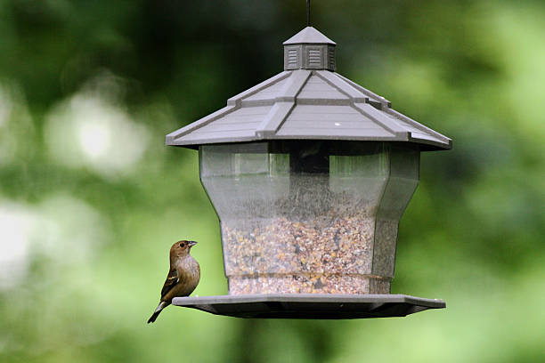 istock Blue Indigo Bunting, Breeding Female 515148004