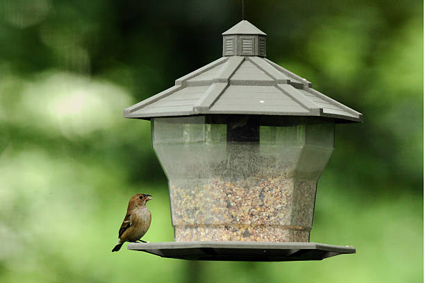 istock Blue Indigo Bunting, Breeding Female 515148080