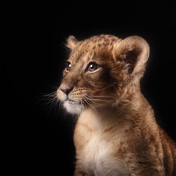 istock little lion cub  on black background 515148248