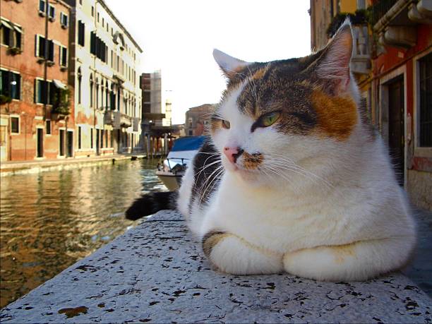 calico cat on stone wall beside Venice canal stock photo