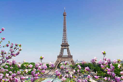 Eiffel Tower  and Paris cityscape in spring sunny day with tree flowers, France
