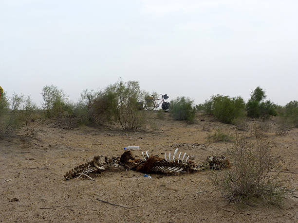 istock By bike through Uzbekistan 515149348