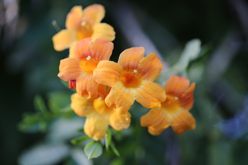 Group of Capreolata Bignonia flowers, also called: Cross Vine, Crossvine. Great plant for fencing and wall covering with attractive orange flowers as tubes with five petals. Full sun plant.