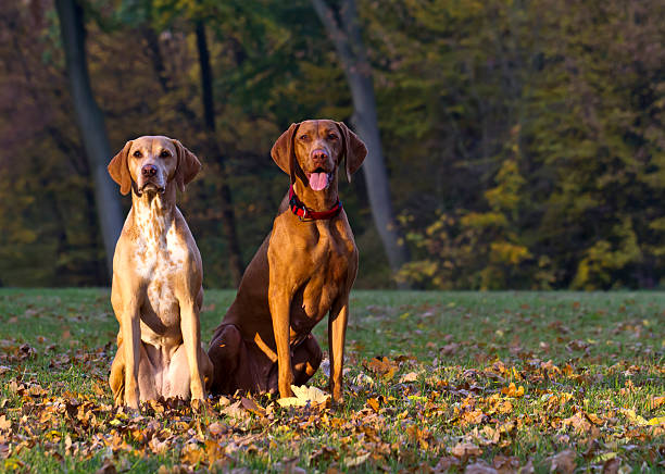 istock two attentive Magyar Vizsla hunting dogs 515149906