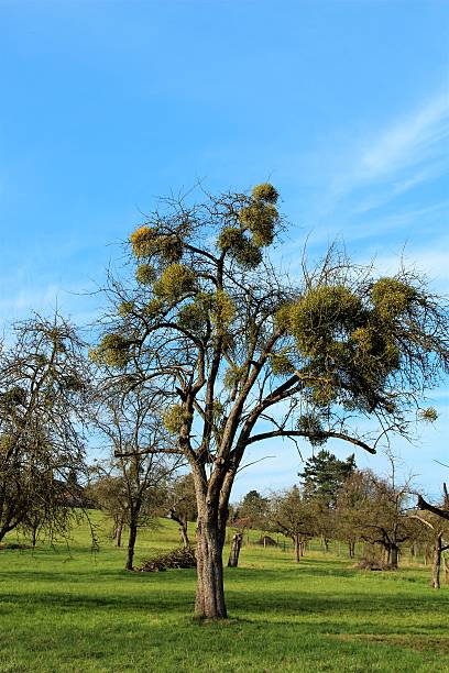 istock Mistletoe plants - Viscum album 515150078