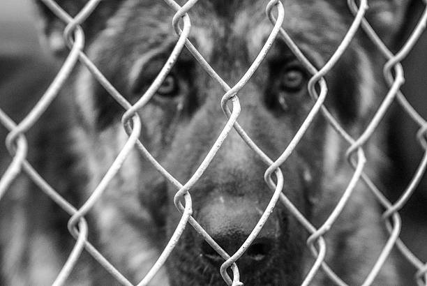 istock Dog behind chainlink fence black and white 515150338