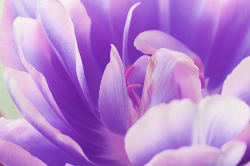 Beautiful close up macro photo of tulip