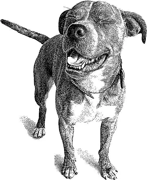 Vector illustration of Dog with funny expression. Boxer and Bulldog mix.