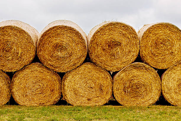 hay bales auf dem feld nach der ernte - rick stock-fotos und bilder