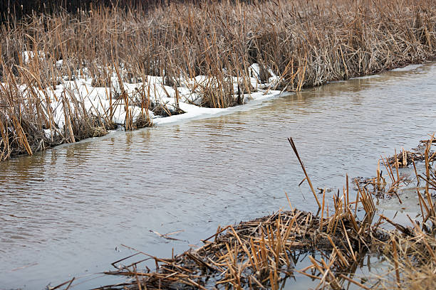 istock Wetland Area in Early Spring 515153218