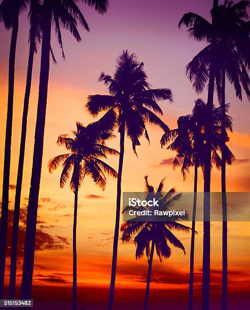 Silhouette Coconut Palm Tree Outdoors Tranquil Concept Stock Photo - Download Image Now