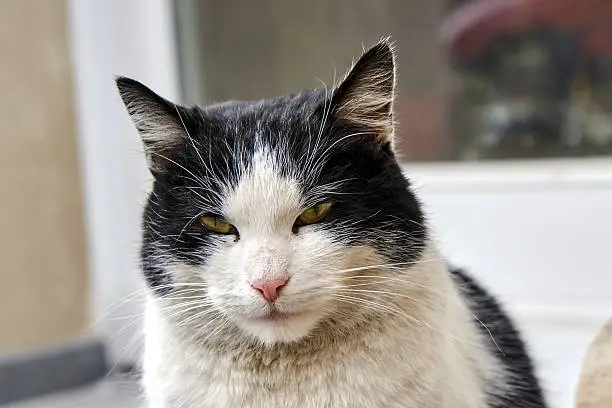 Portrait of an adult white-and-black European cat