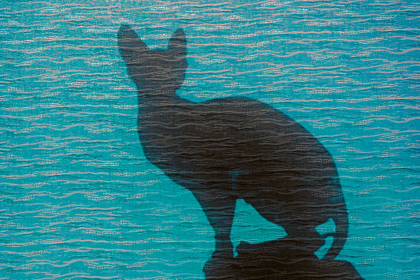 istock silhouette cat at the blue window 515154172