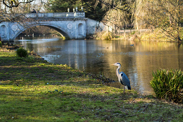 airone grigio in chiswick parco - chiswick foto e immagini stock