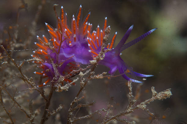 istock purple invertebrate 515154846