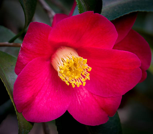 istock Sasanqua Camellia Flower in Full Bloom 515156556