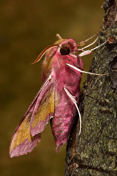 Small hawk moth in the family Sphingidae, bright pink abdomen and gold on wings