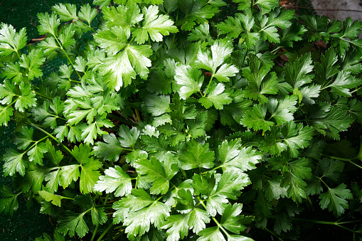 Looking down on the vibrant green leaves of the flat italian parsley plant growing in the garden.