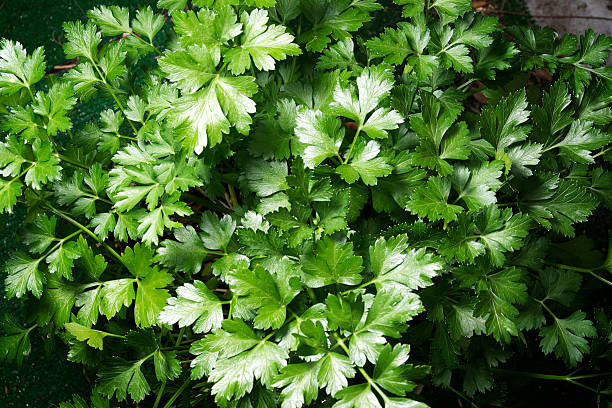 Flat Italian Parsley Looking down on the vibrant green leaves of the flat italian parsley plant growing in the garden. parsley stock pictures, royalty-free photos & images