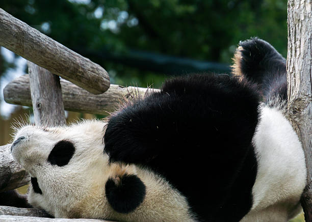 Panda Sleeping A large panda sleeping lying upside down on a built structure, in the daytime. cerne abbas giant stock pictures, royalty-free photos & images