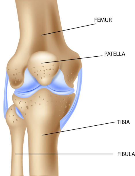 istock Cartoon  illustration of the human knee joint anatomy 515160126