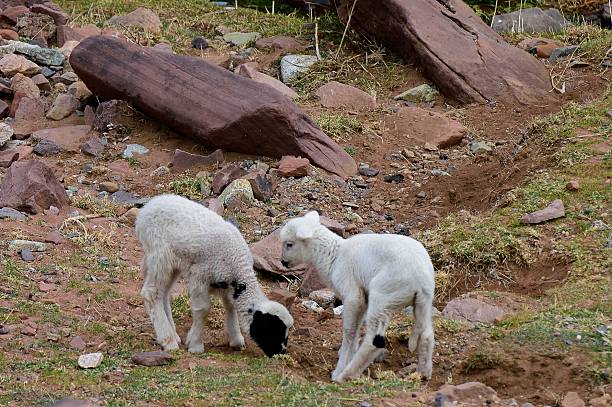 Wobbly Moroccan Lambkins Flocks of lamb are almost everywhere in Morocco and its early spring so we have  relatively recent additions to the flock with these two lambkin on wobbly legs frolicking in their new rocky world meek as a lamb stock pictures, royalty-free photos & images