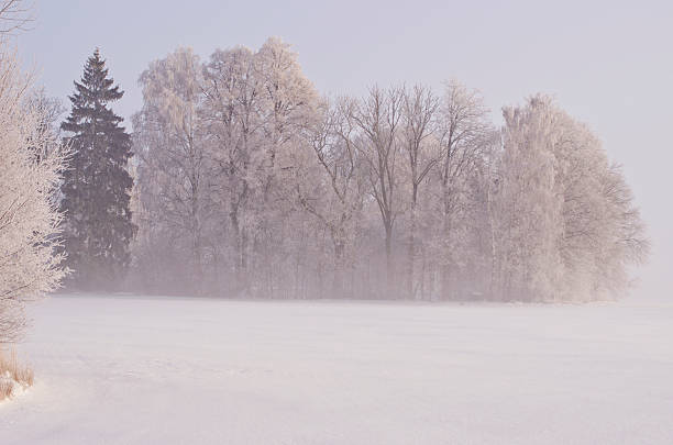 istock beautiful winter landscape  with hoarfrost and mist 515161762