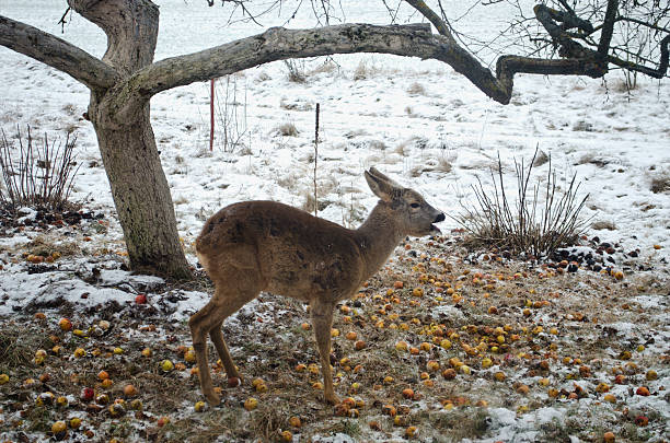 Three legged roe deer in winter garden Three legged roe deer in winter farm garden eating apples three legged race stock pictures, royalty-free photos & images