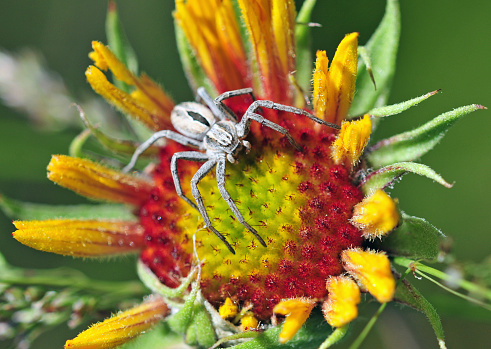 A wolf spider is seen lurking on the blossom of a back-eyed susan wildflower, near Butte, Montana.