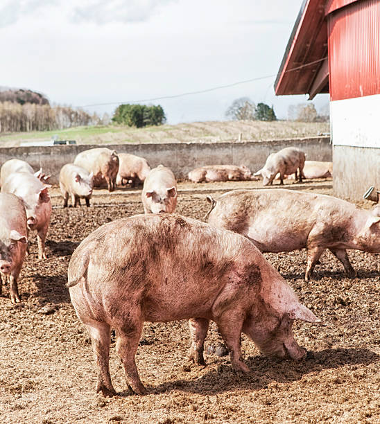 istock Female pigs on eco farm. 515167431