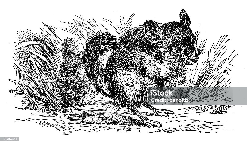 Chinchilla Mouse - Animal stock illustration