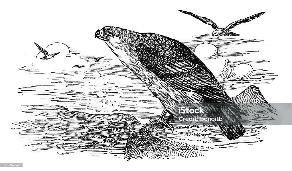 Mississippi Kite 19th Century Style stock illustration