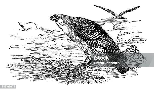 Mississippi Kite Stock Illustration - Download Image Now - 19th Century Style, American Alligator, Animal