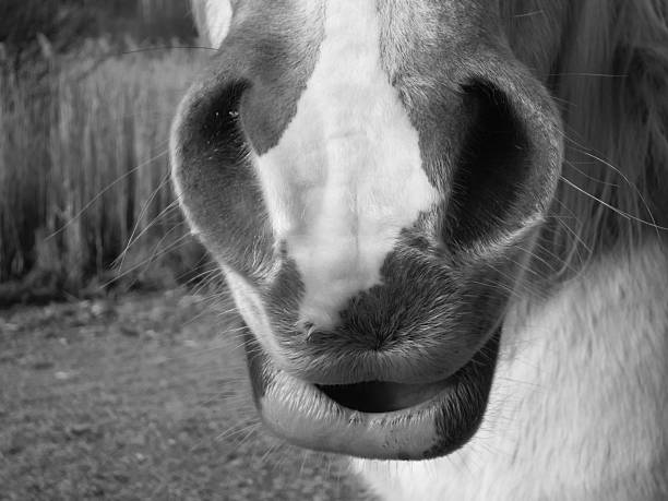 istock horse detail 515170347