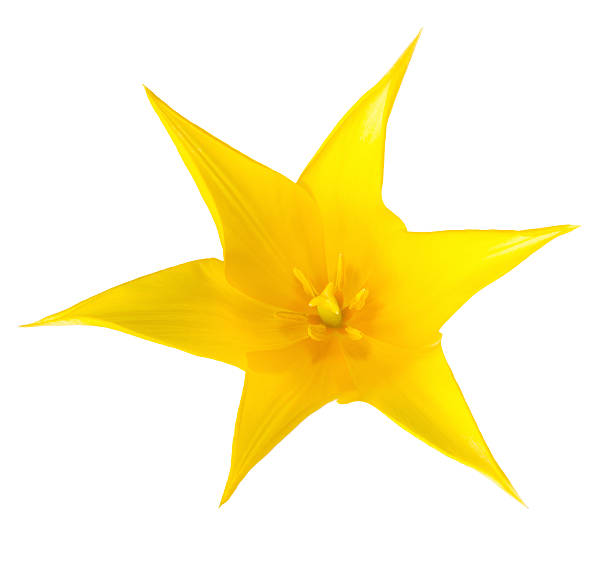 istock yellow Tulip is isolated on white background, closeup 515170519